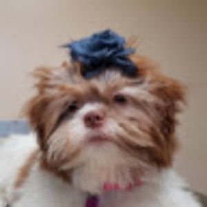 Meet your Posher, Ma. minerva